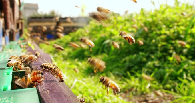 Slow motion Close up of swarm of honey bee flying in and out around beehive in the spring sunshine 4k 60 fps insect in the nature footage