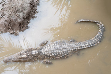 Crocodile sunbathing in a swamp, Crocodile