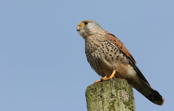 A magnificent male Kestrel, Falco tinnunculus, perching on a wooden post in the UK.