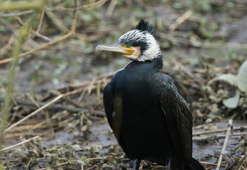 A magnificent Cormorant, Phalacrocorax carbo, perching on the bank of a river.