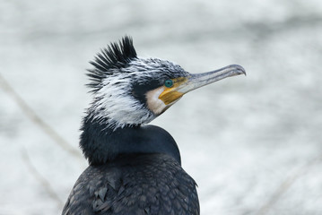 A head shot of a magnificent hunting Cormorant, Phalacrocorax carbo.