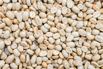 Process before being a coffee product to Coffee beans under sun to dry on background