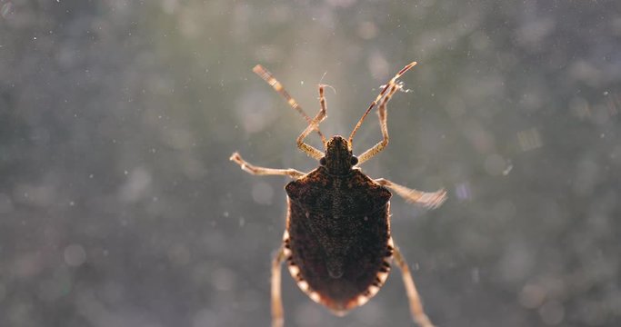 Stink bug on a window glass surface in sunlight, struggling to crawl