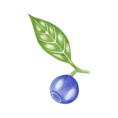 Blueberry with a leaf, hand painted watercolor illustration