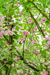 pink flowers in garden
