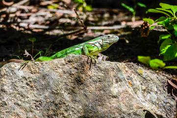 Iguana - Ctenosara pectinata