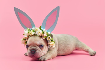 French Bulldog puppy dressed up as easter bunny with blue paper rabbit ears headband with flowers...
