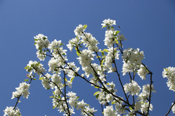 Flowering branches of apple trees on a background of blue sky in spring in sunny weather