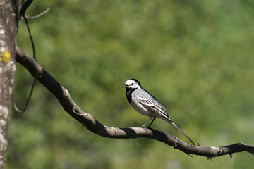 Migratory bird wagtail returned to the Moscow region of Russia and is sitting on a tree branch against a background of green foliage