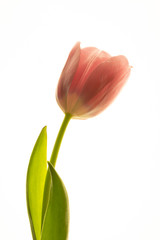 red tulip isolated on white background