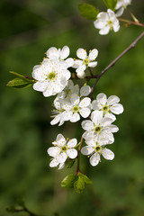 Obraz na płótnie Canvas Spring flowering cherry branch on a green blurred background