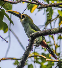 Tucaneta esmeralda 