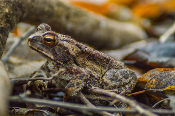 Rana