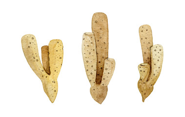 Sea sponge watercolor set. Hand drawn coral reef wildlife elements. Organic sea sponge collection. Salt water coral life tube. Sea sponge illustration isolated on white background.