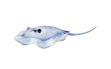 Blue stingray fish watercolor illustration. Hand drawn aquatic tropical stingray cartoon image. Cute underwater sea and aquarium creature. Funny bizarre fish isolated on white background.