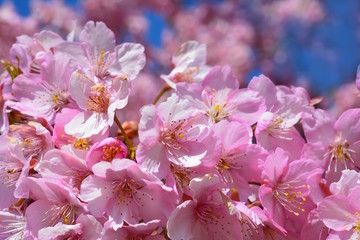 桜、サクラ、満開の河津桜