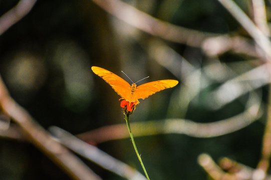 Mariposa flama 