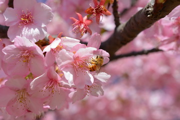 満開の桜を訪れたミツバチ、河津桜