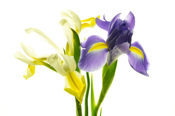 blue iris isolated on white background