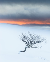Fototapeta na wymiar Twisted birch tree in winter landscape at sunrise