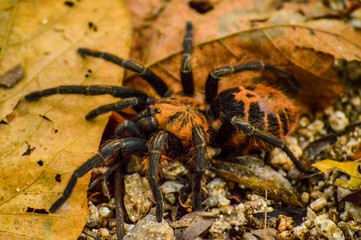 Tarantula