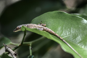 Anolis 