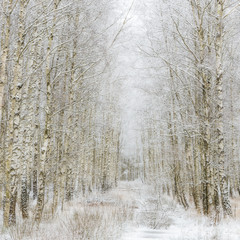 Path through winter forest Gunnebo Kulturreservat, Mölndal, Sweden, Europe