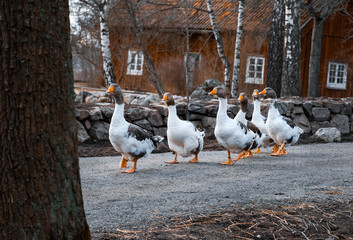 flock of geese at  Skansen 