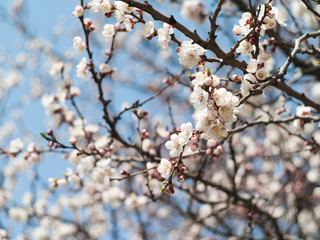 apricot blossom