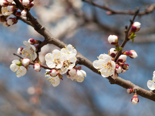 apricot blossom