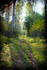 path in forest