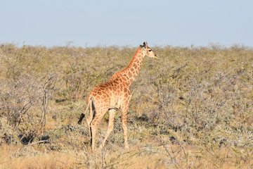 Giraffe at Etosha National Park, Namibia