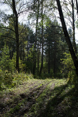 path in the forest