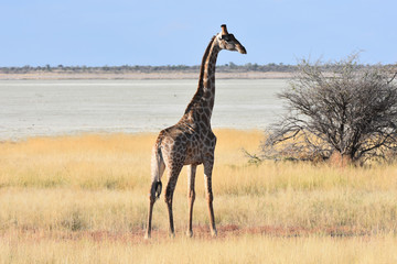 Giraffe at Etosha National Park, Namibia