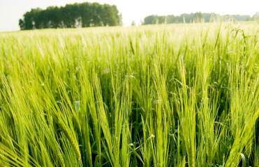 field of green wheat
