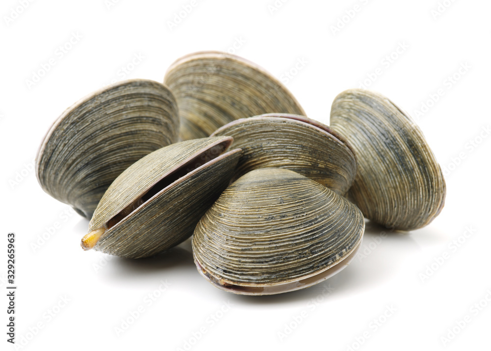 Wall mural fresh clams on white background - Wall murals