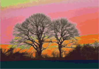 old trees and sunrise light