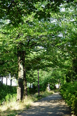 Obraz premium 癒しの、深窓の新緑が萌える公園の小道