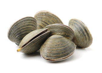 fresh clams on white background