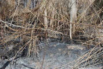 Wildfire Disaster in Valencia Spain