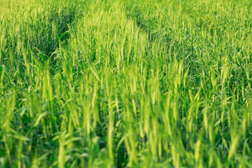 Obraz premium Green wheat farm in India