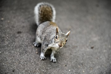Squirrel with a funny face
