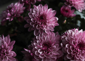 Violet chrysanthemum – home flowers in bloom. Floral background