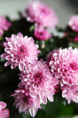 Violet chrysanthemum – home flowers in bloom. Floral background