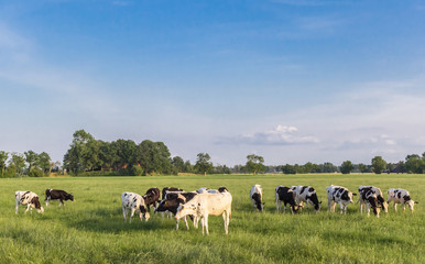 Black and white Holstein cows in a grass field near Groningen, Netherlands