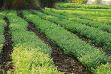Fresh Green Chickpeas field , Chick peas also known as harbara or harbhara in hindi and Cicer is...