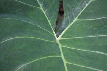 Close up taro leaf background fresh