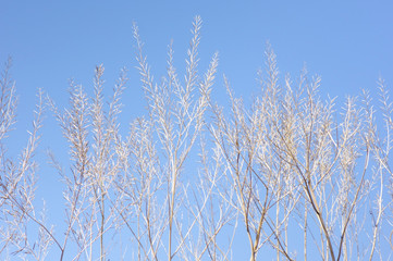 冬の青天の青空に映える木立の枝オブジェ