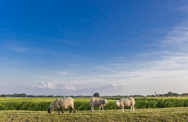 Naklejka na ściany i meble White sheep on a dike near Garnwerd, Netherlands
