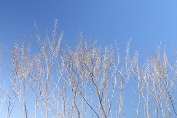 冬の青天の青空に映える木立の枝オブジェ